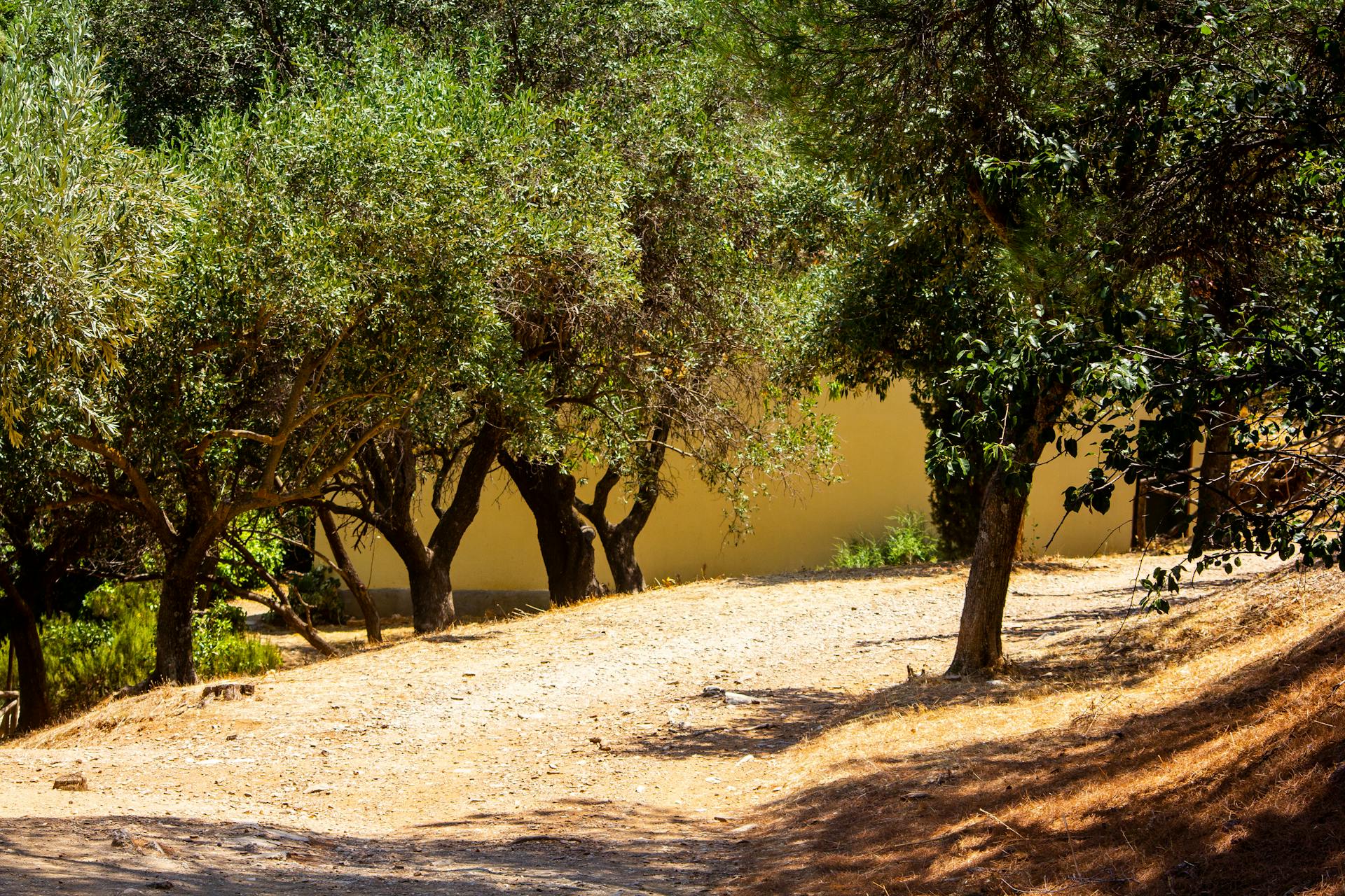 Mediterranean olive grove pathway
